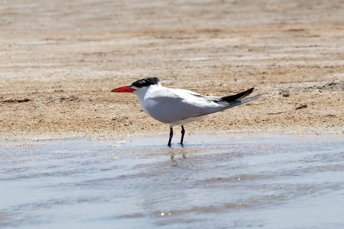 שחפית כספית - ML646683713