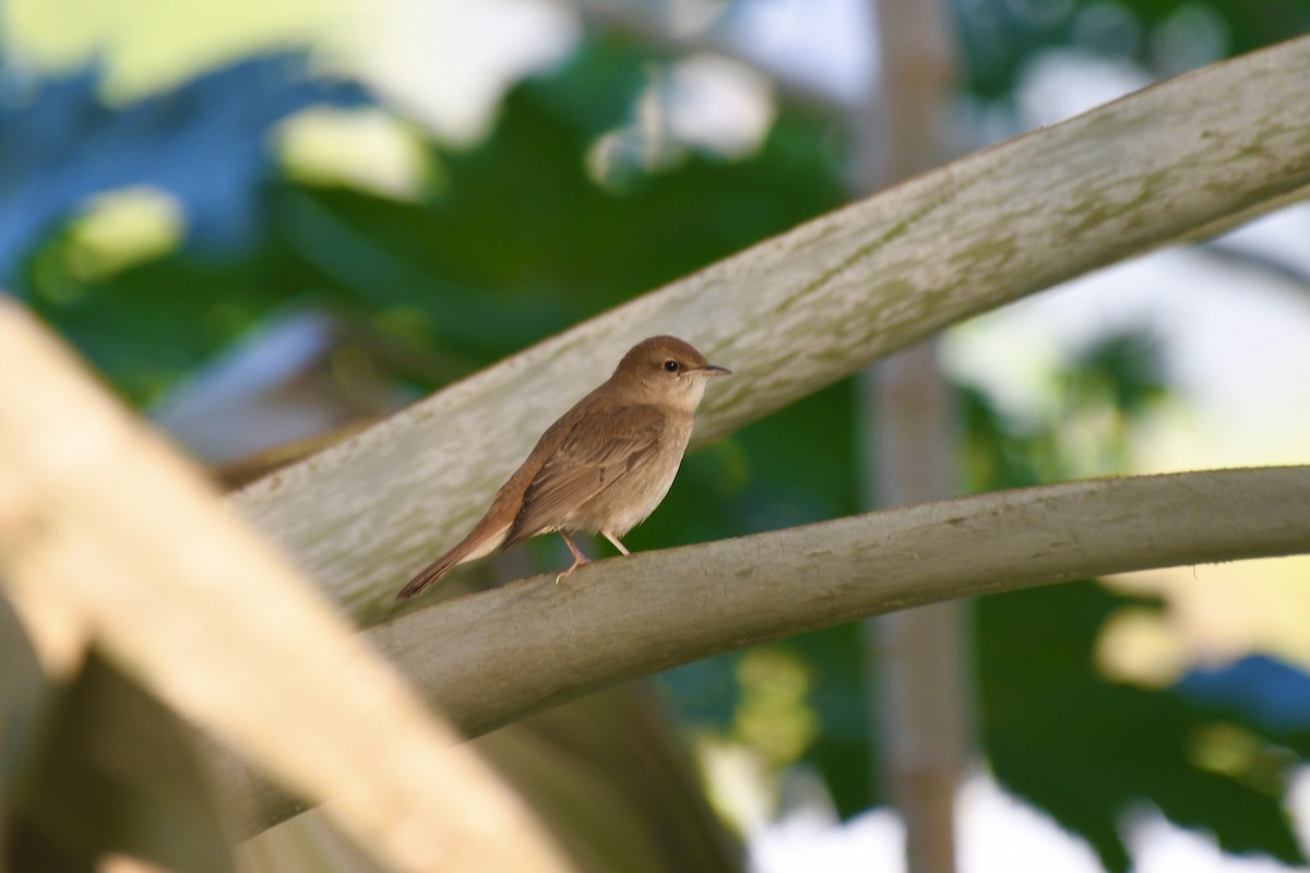 サヨナキドリ - ML646683714