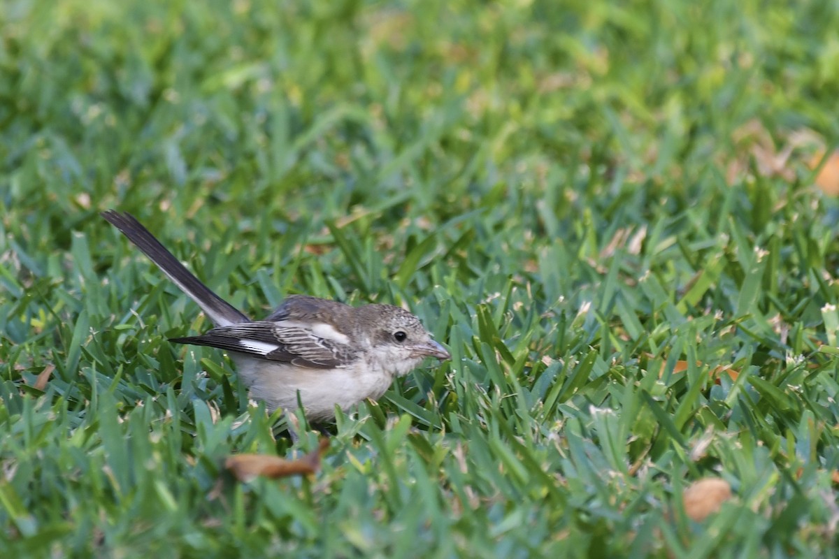 Antzandobi nubiarra - ML646683715