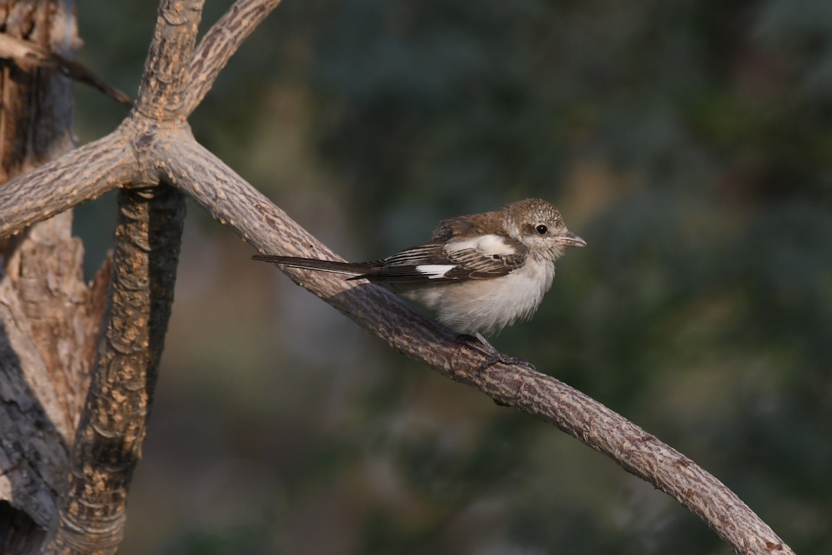 Antzandobi nubiarra - ML646683716