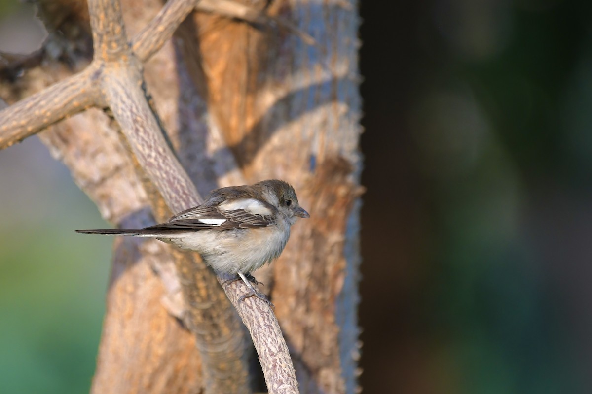 Antzandobi nubiarra - ML646683717