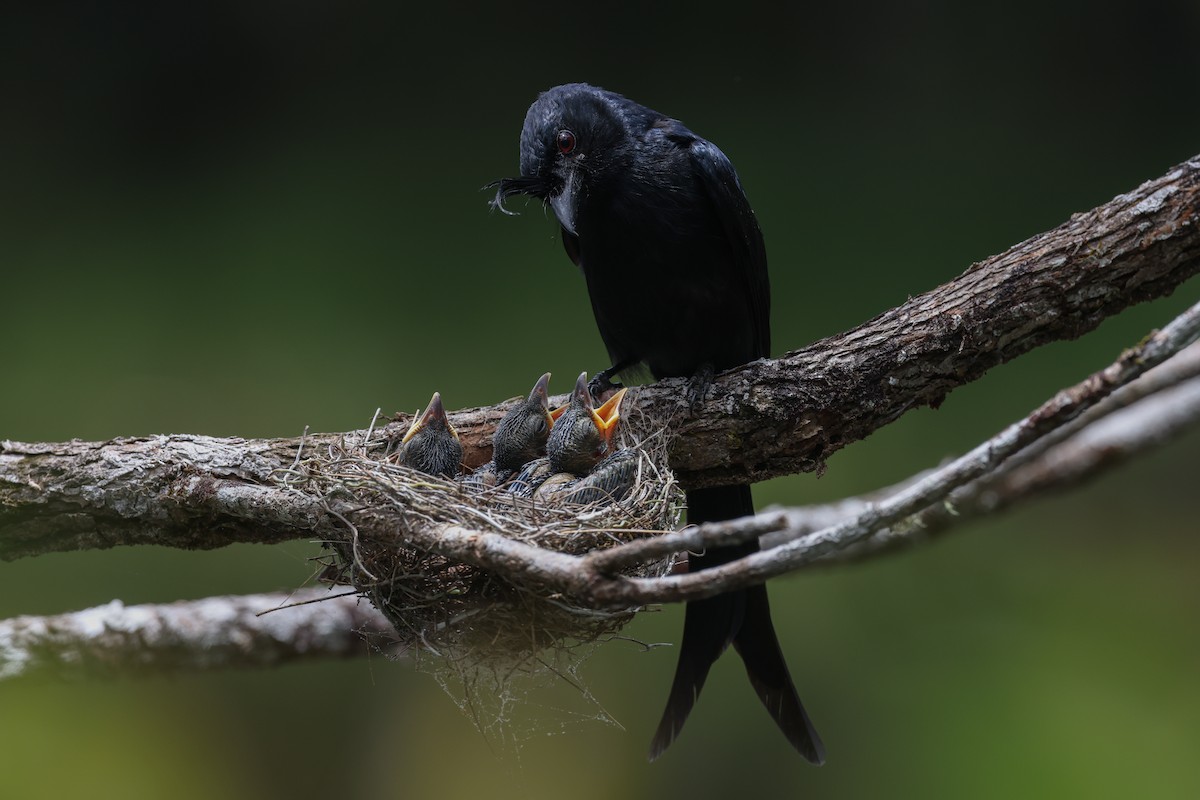 Crested Drongo (Madagascar) - ML646683719