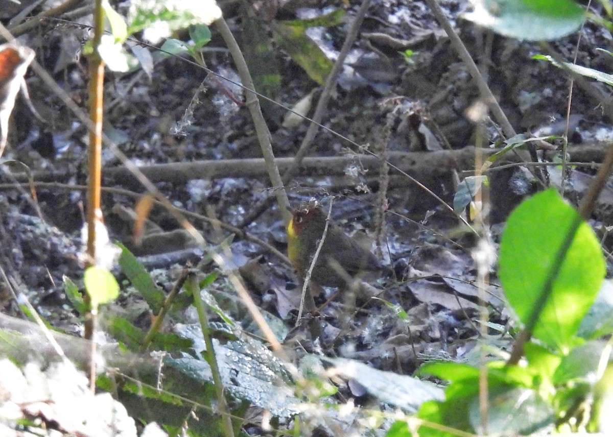 Chestnut-headed Tesia - ML646683720