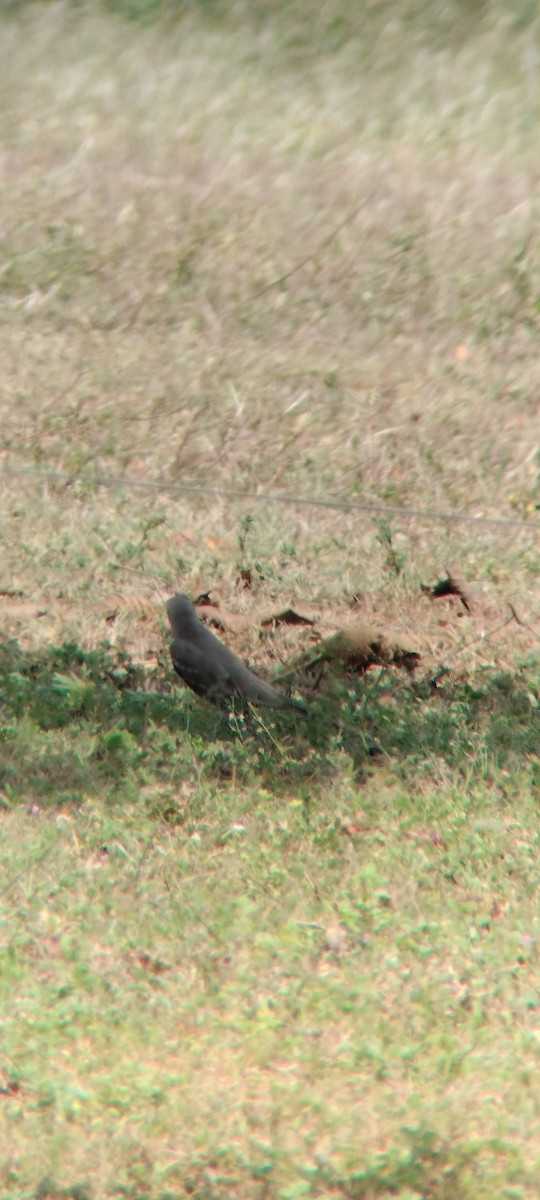 Tropikal Taklitçi - ML646683724