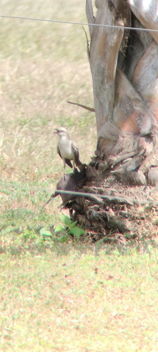 Tropikal Taklitçi - ML646683725