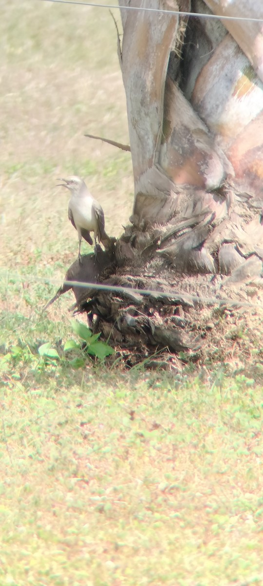 Tropikal Taklitçi - ML646683727