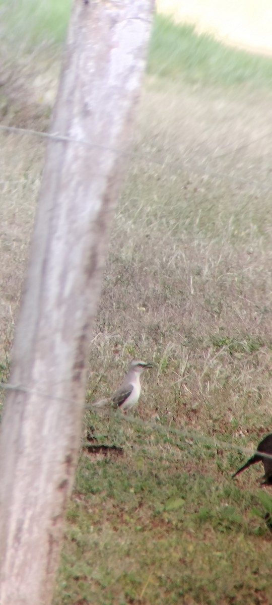 Tropikal Taklitçi - ML646683728