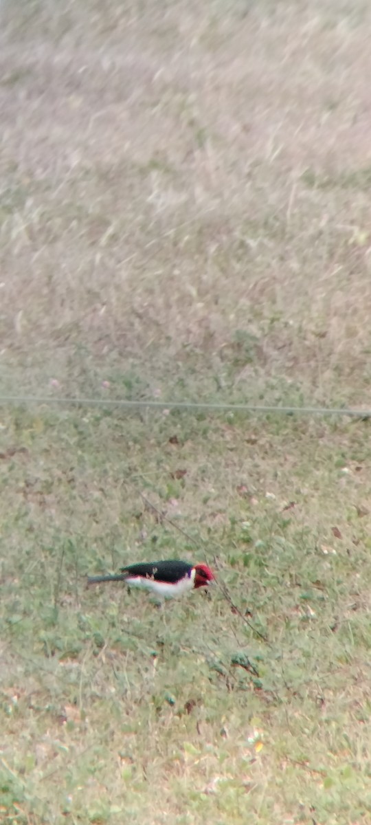 Masked Cardinal - ML646683731