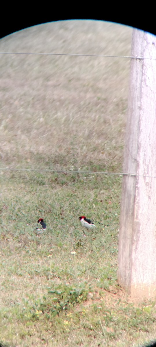 Masked Cardinal - ML646683732