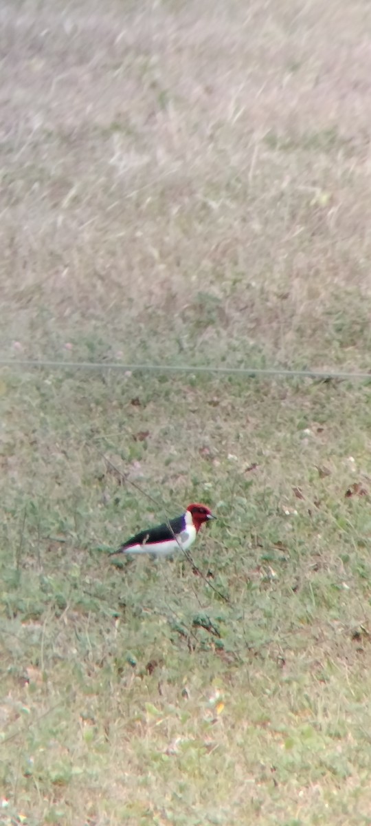 Masked Cardinal - ML646683733