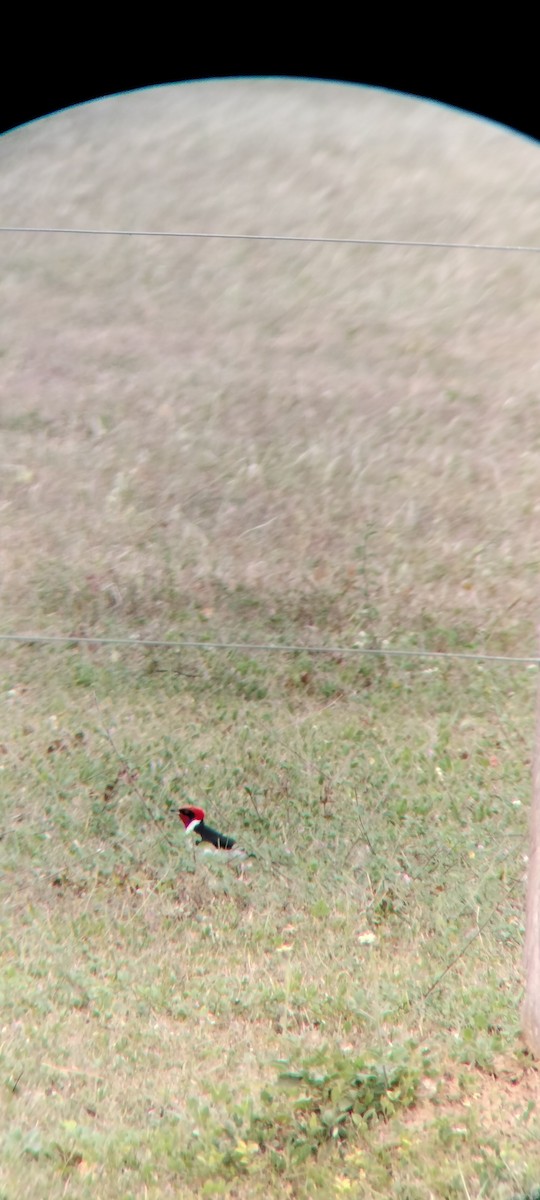 Masked Cardinal - ML646683734