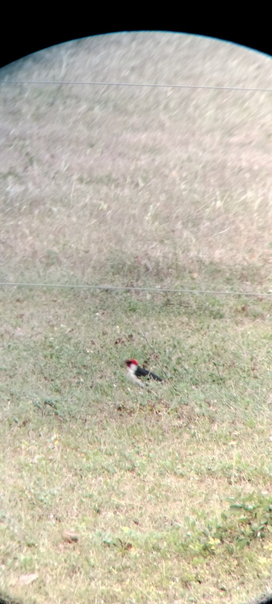 Masked Cardinal - ML646683735