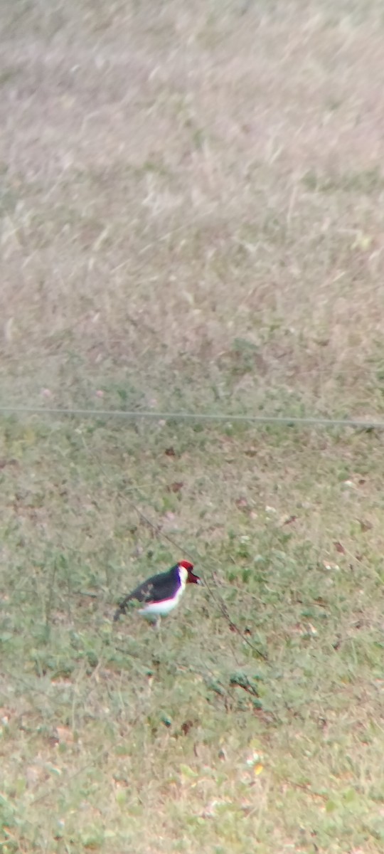 Masked Cardinal - ML646683736
