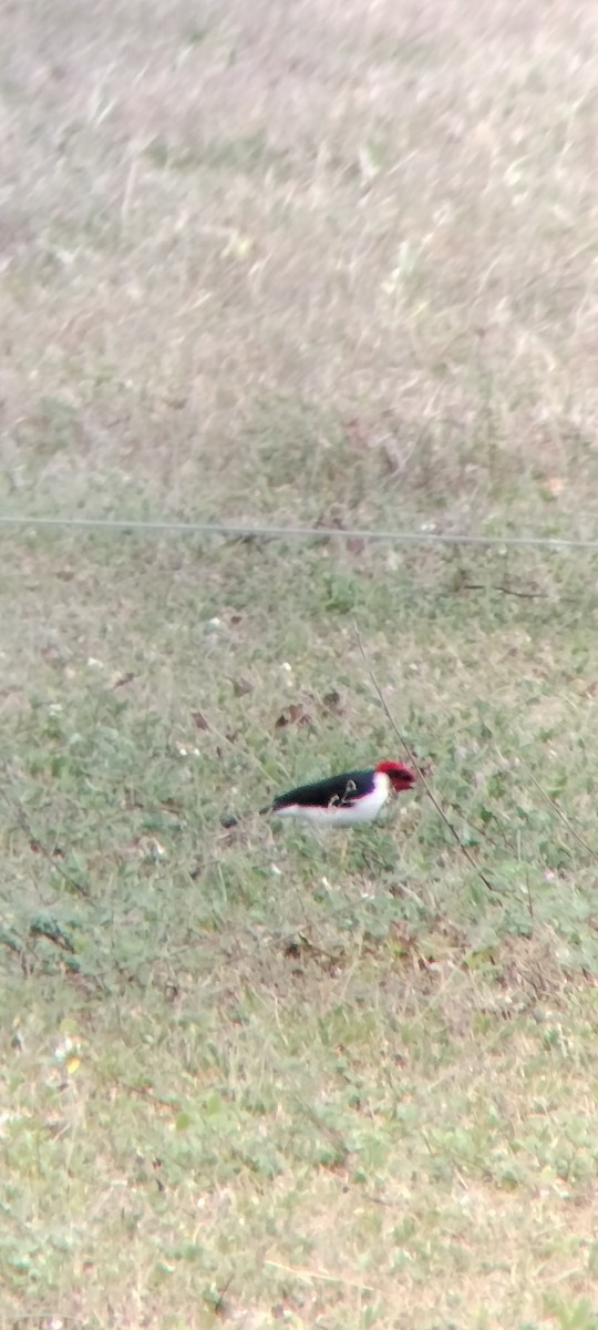 Masked Cardinal - ML646683737