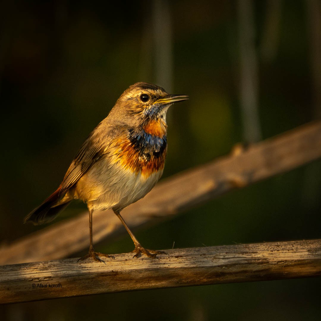 藍喉鴝 - ML646683744