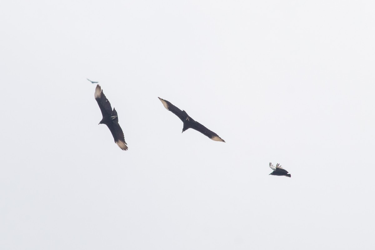 Black Vulture - ML646683745