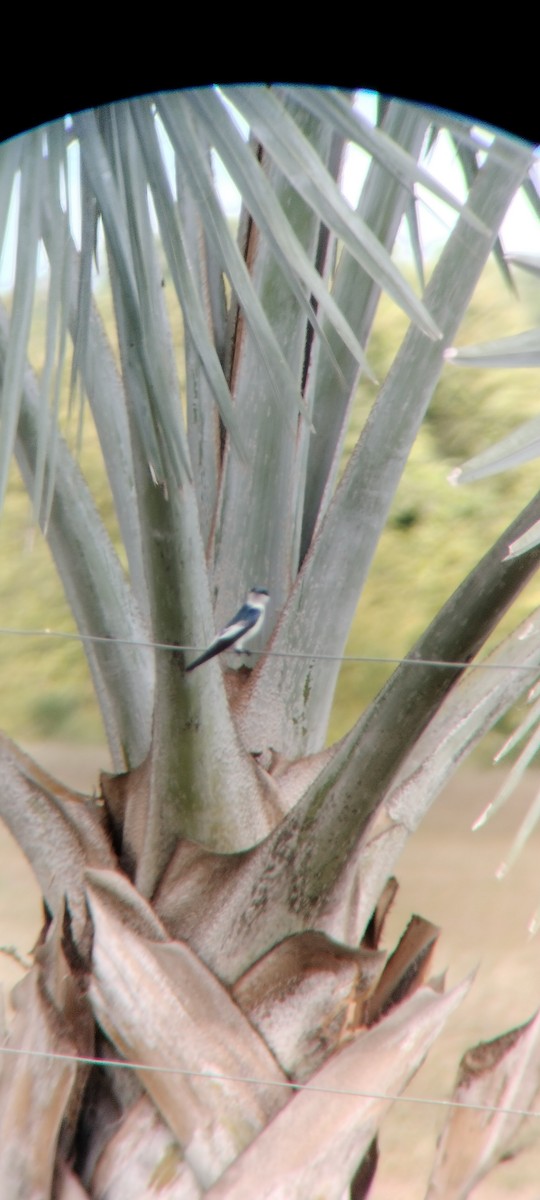 White-winged Swallow - ML646683748
