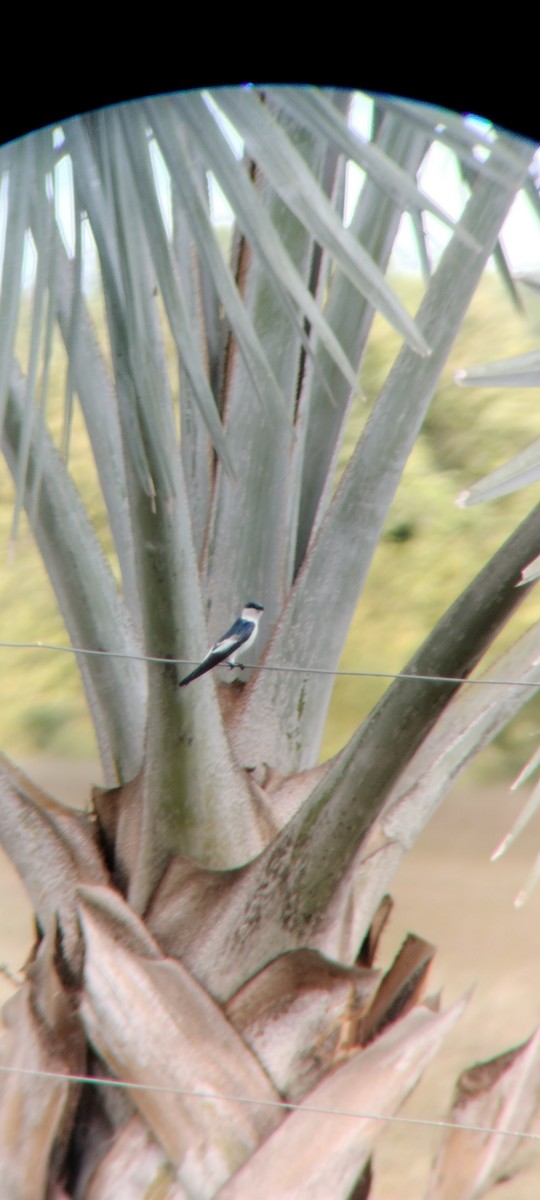 White-winged Swallow - ML646683749