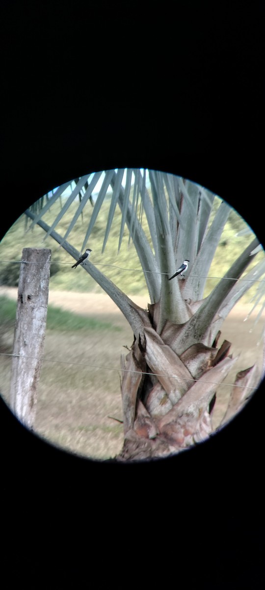 White-winged Swallow - ML646683750