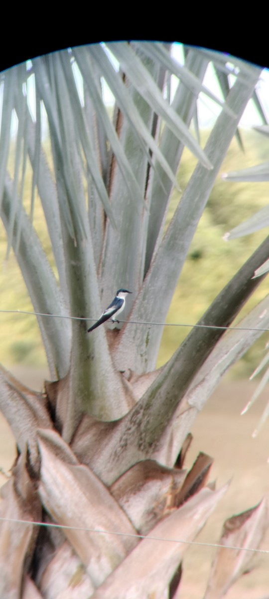 White-winged Swallow - ML646683751