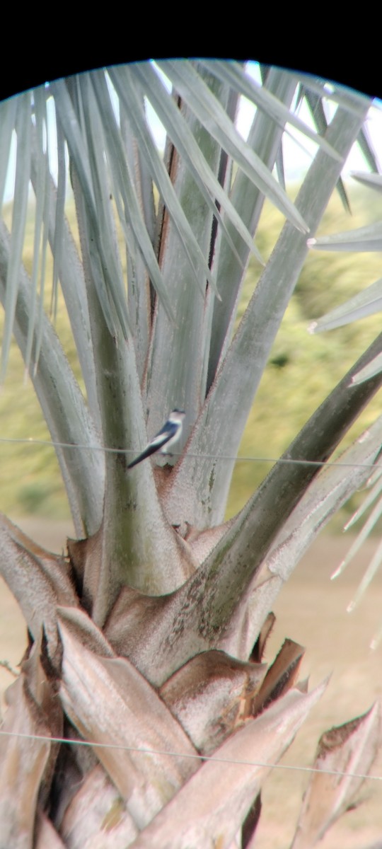 White-winged Swallow - ML646683752