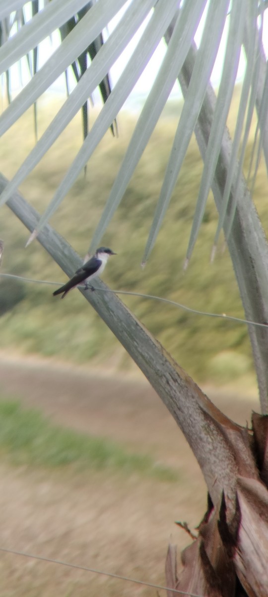 White-winged Swallow - ML646683753