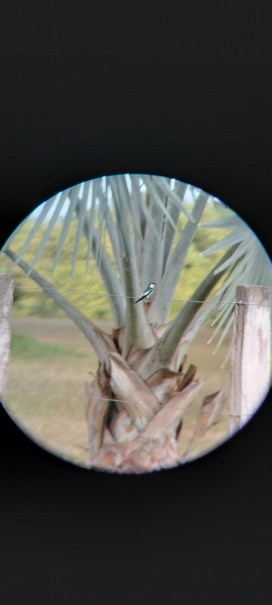 White-winged Swallow - ML646683754