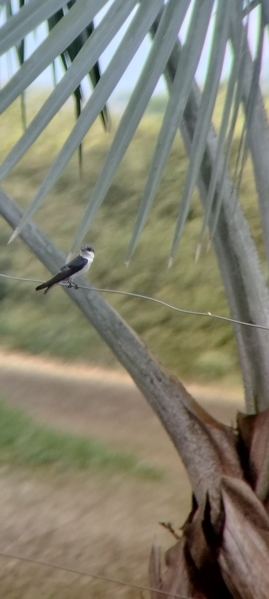 White-winged Swallow - ML646683755