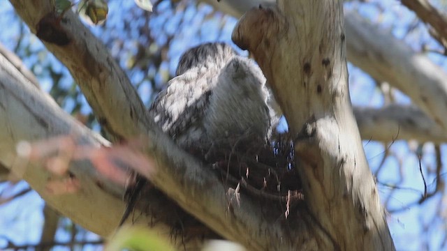 Білоніг австралійський - ML646683756