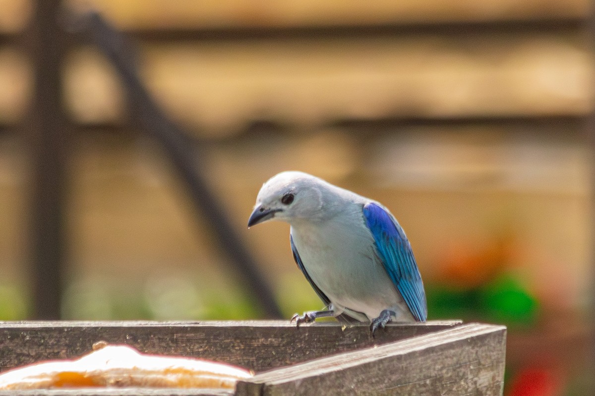 Blue-gray Tanager - ML646683769