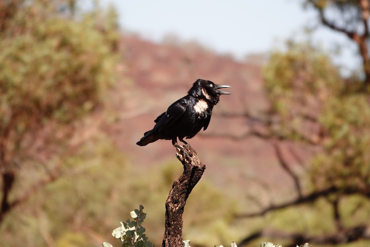 Torresian Crow - ML646683770