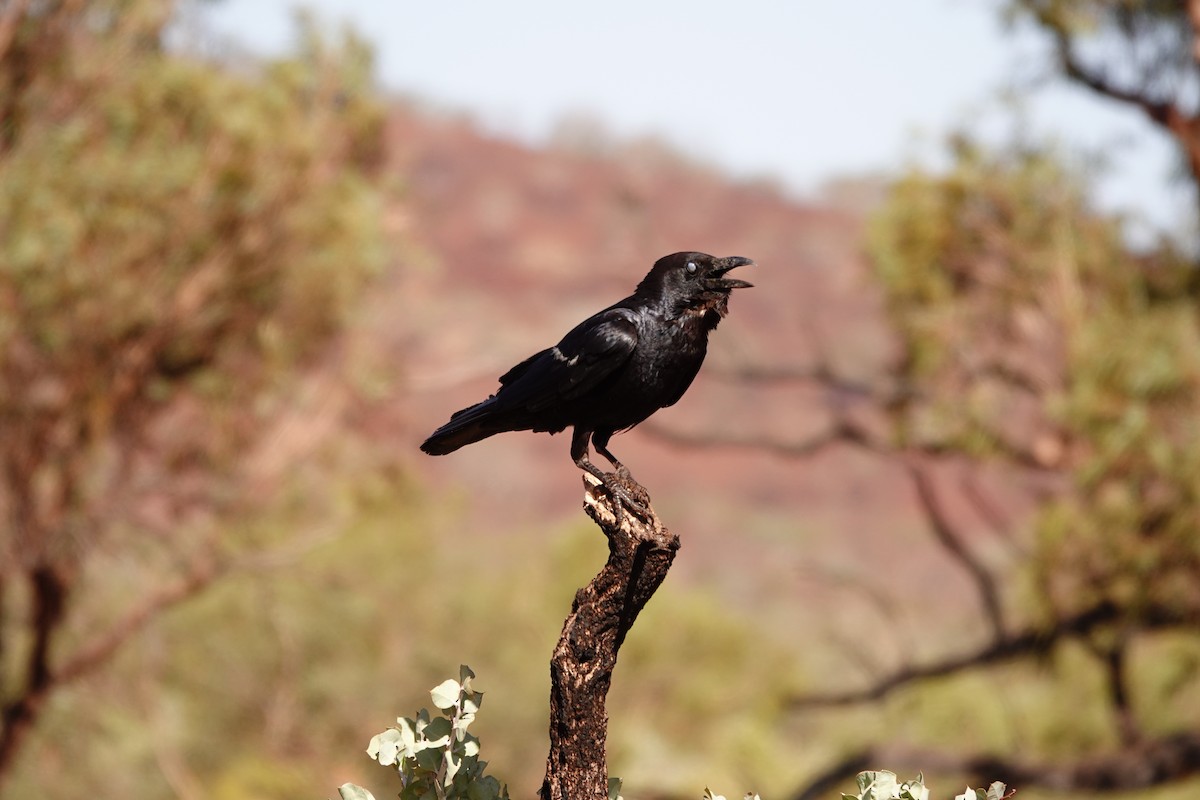 Torresian Crow - ML646683771