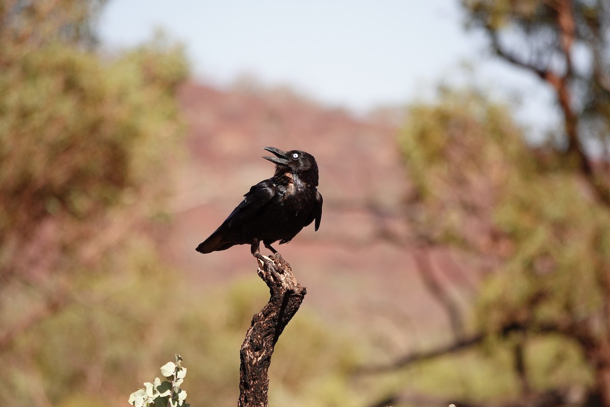 Torresian Crow - ML646683772