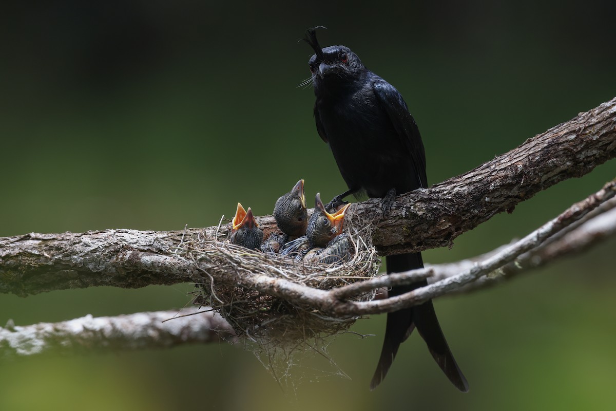 Drongo malgache (forficatus) - ML646683775