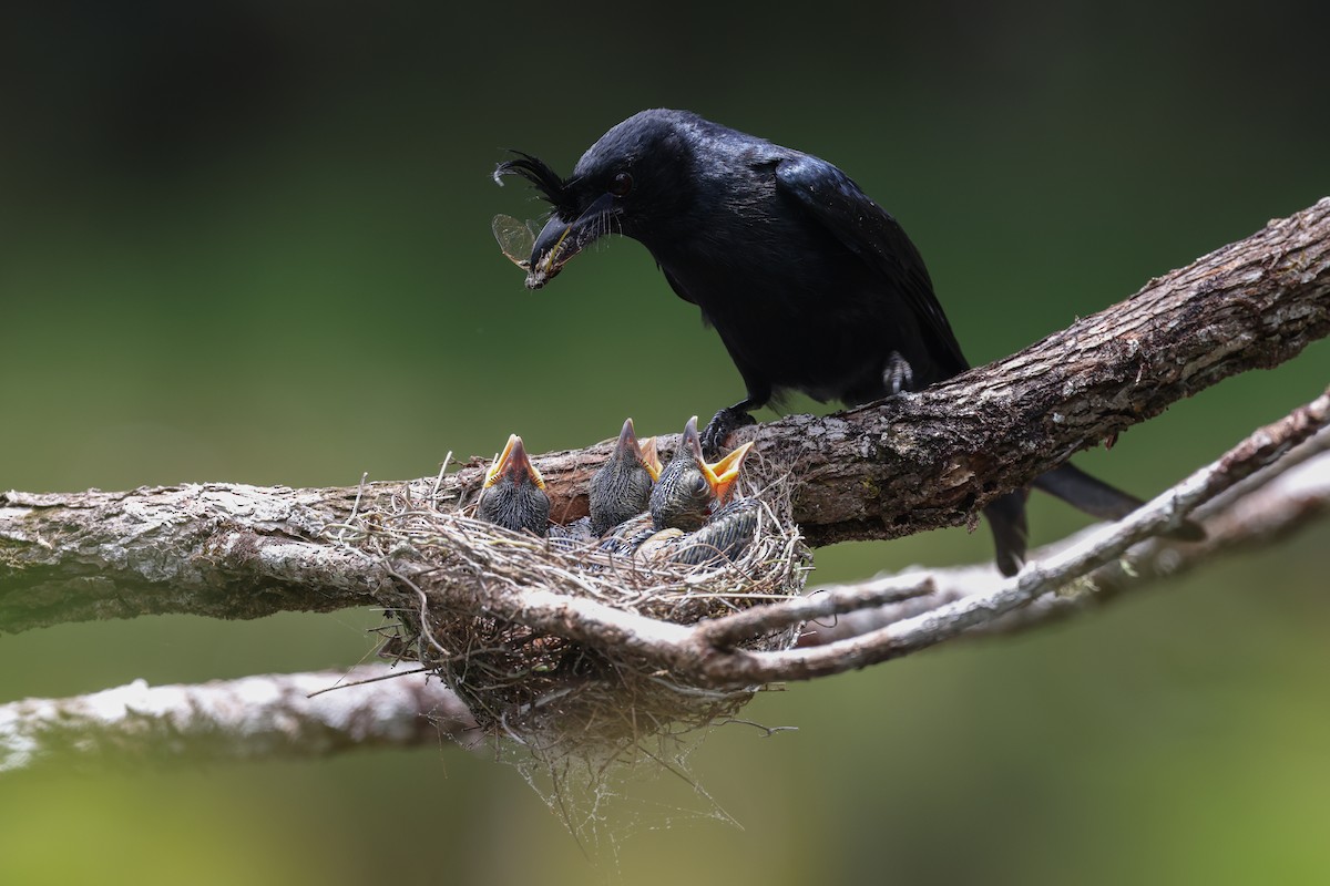 Drongo malgache (forficatus) - ML646683776