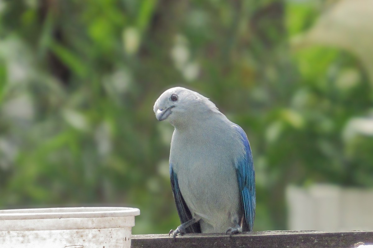 Blue-gray Tanager - ML646683777