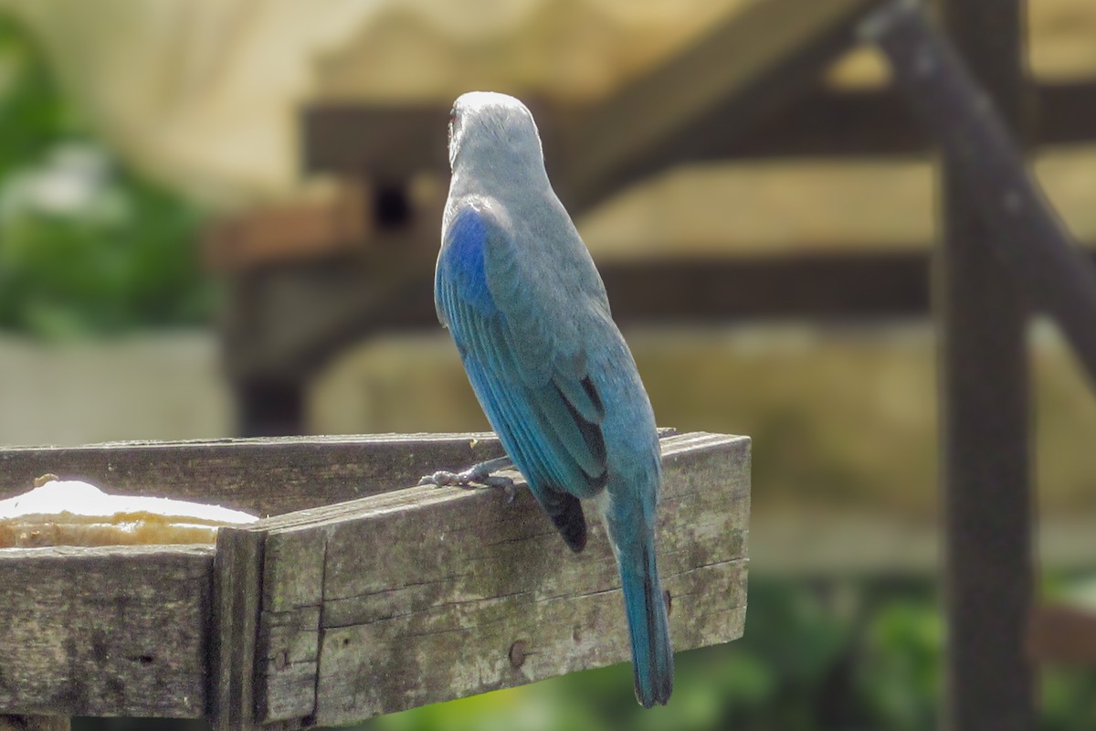 Blue-gray Tanager - ML646683778