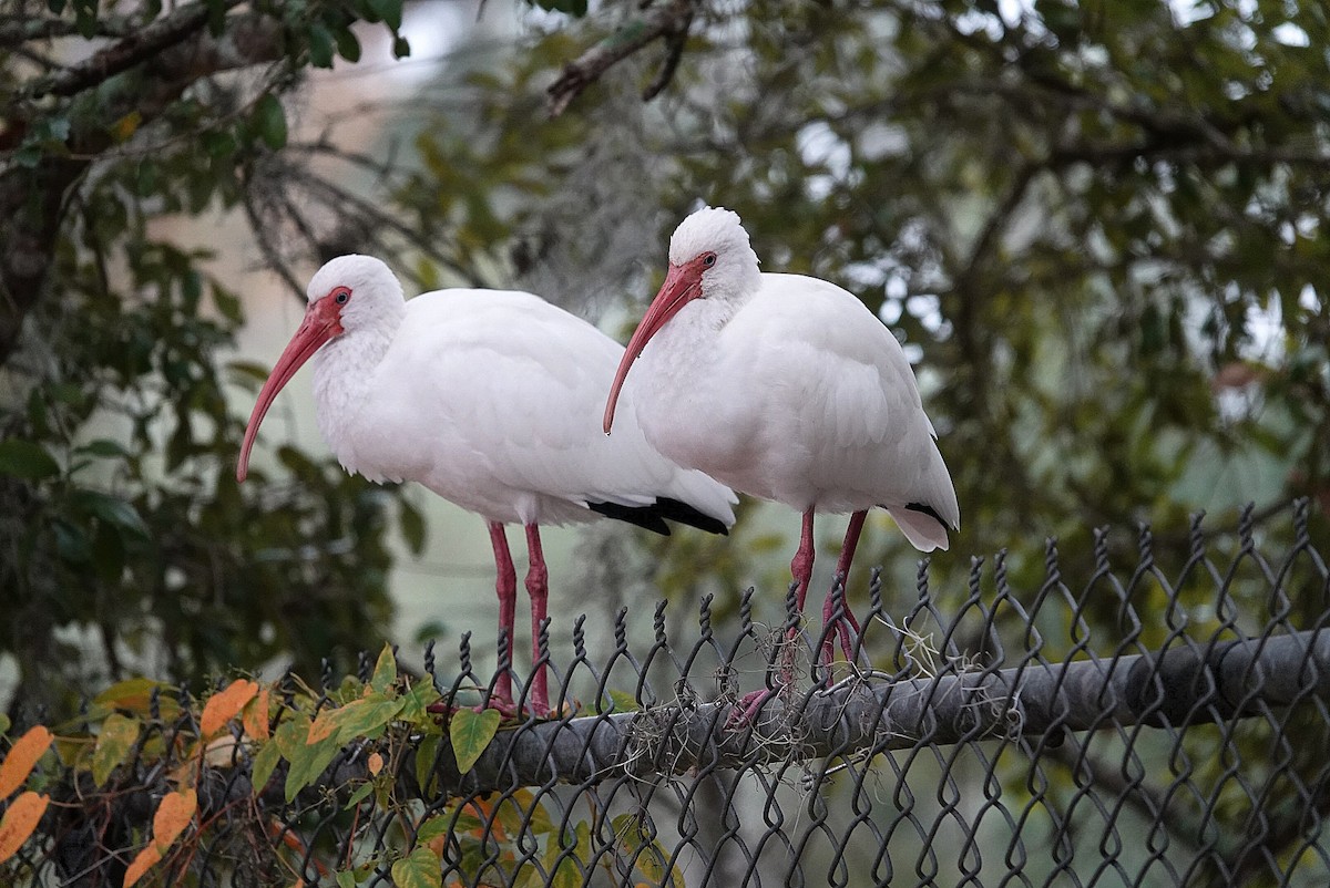 White Ibis - ML646683779
