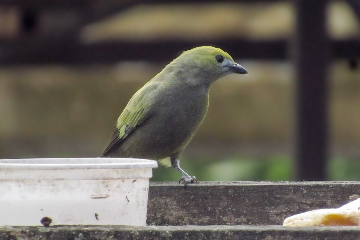 palmetanagar - ML646683787