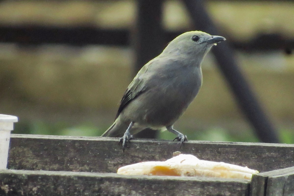 palmetanagar - ML646683793