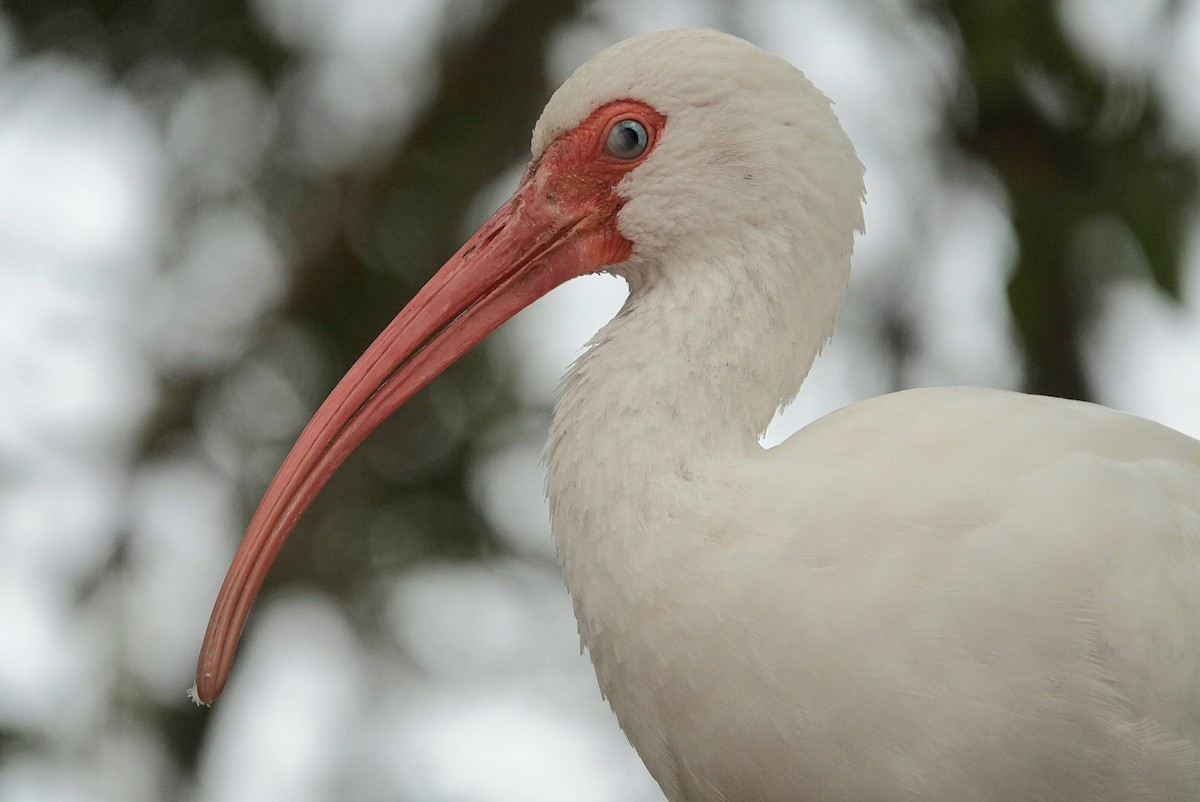 Ibis blanc - ML646683796