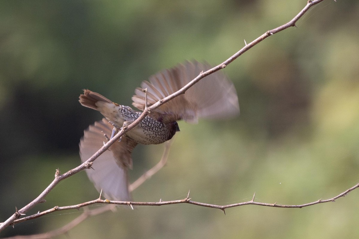 Capucin damier - ML646683797