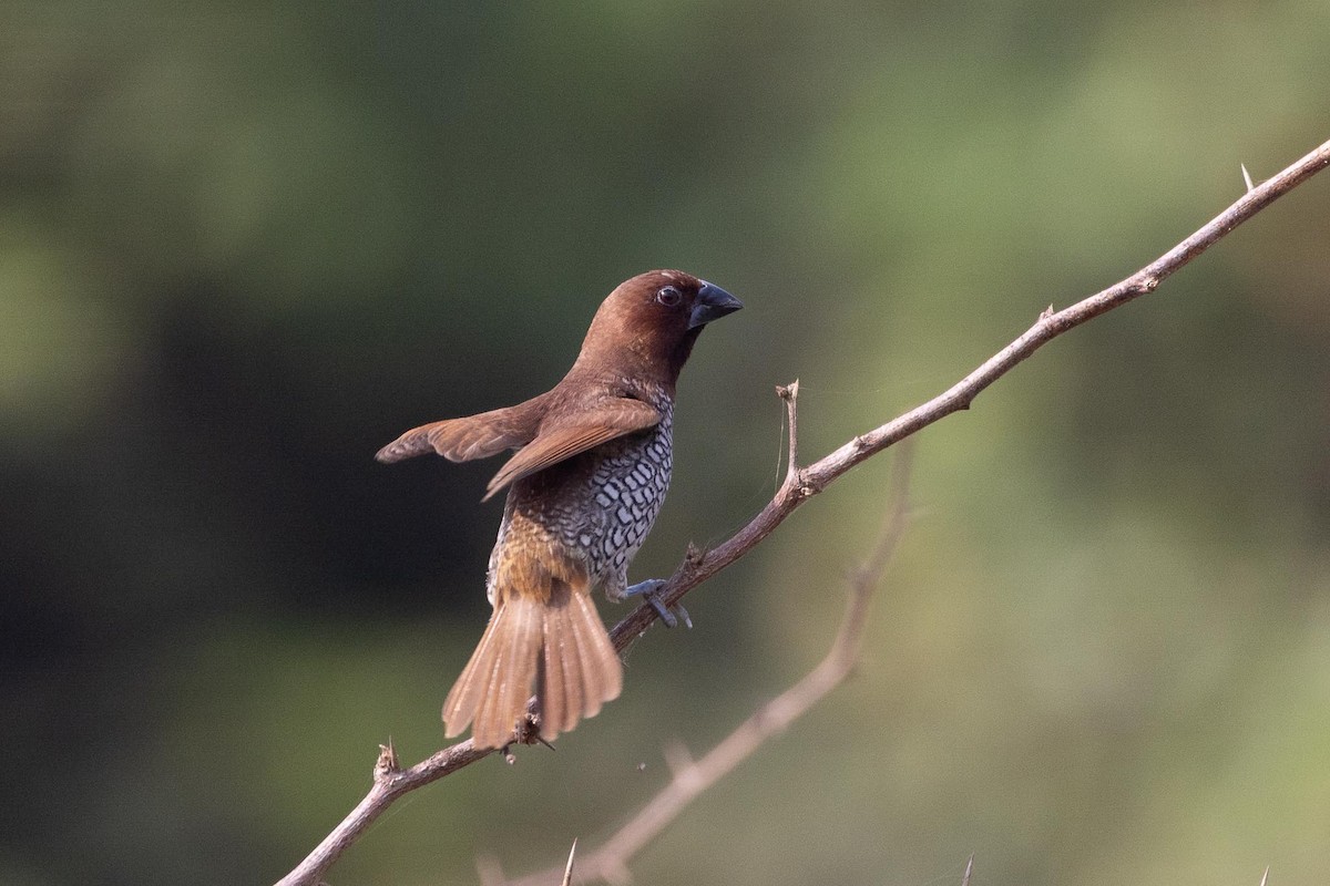 Capucin damier - ML646683798