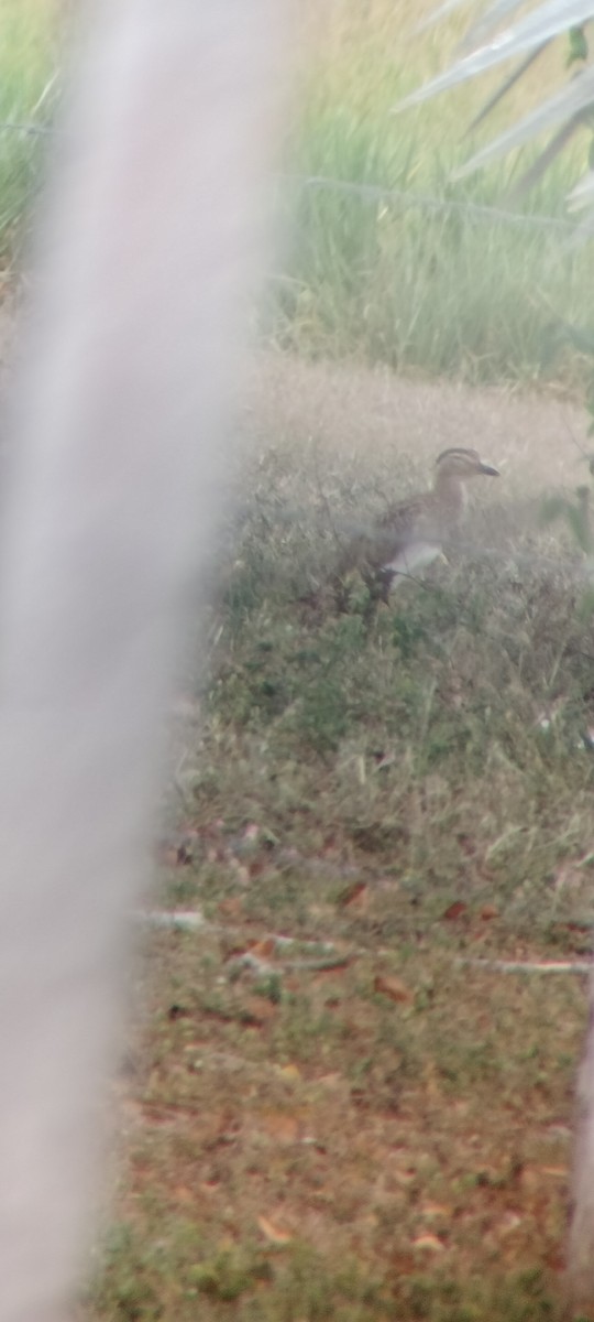 Oedicnème bistrié - ML646683801