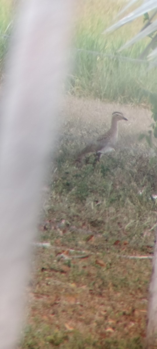 Oedicnème bistrié - ML646683802