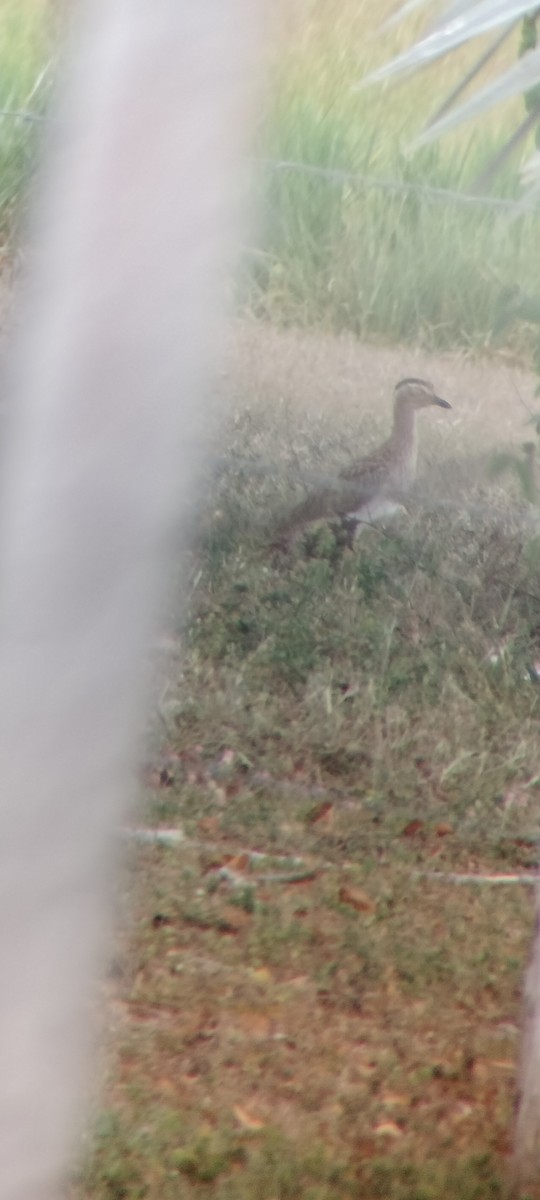 Oedicnème bistrié - ML646683803