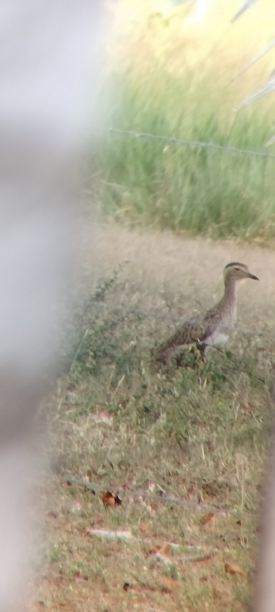 Oedicnème bistrié - ML646683804