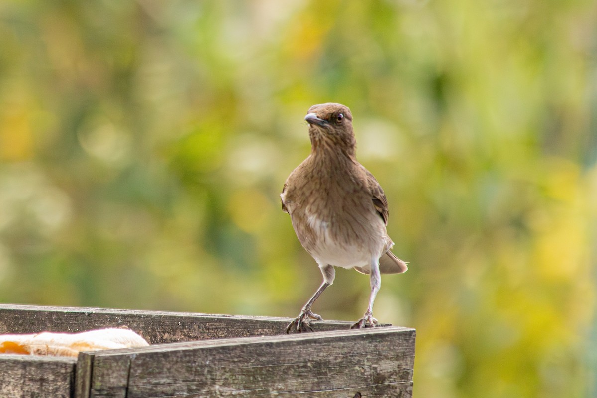 Merle à bec noir - ML646683805