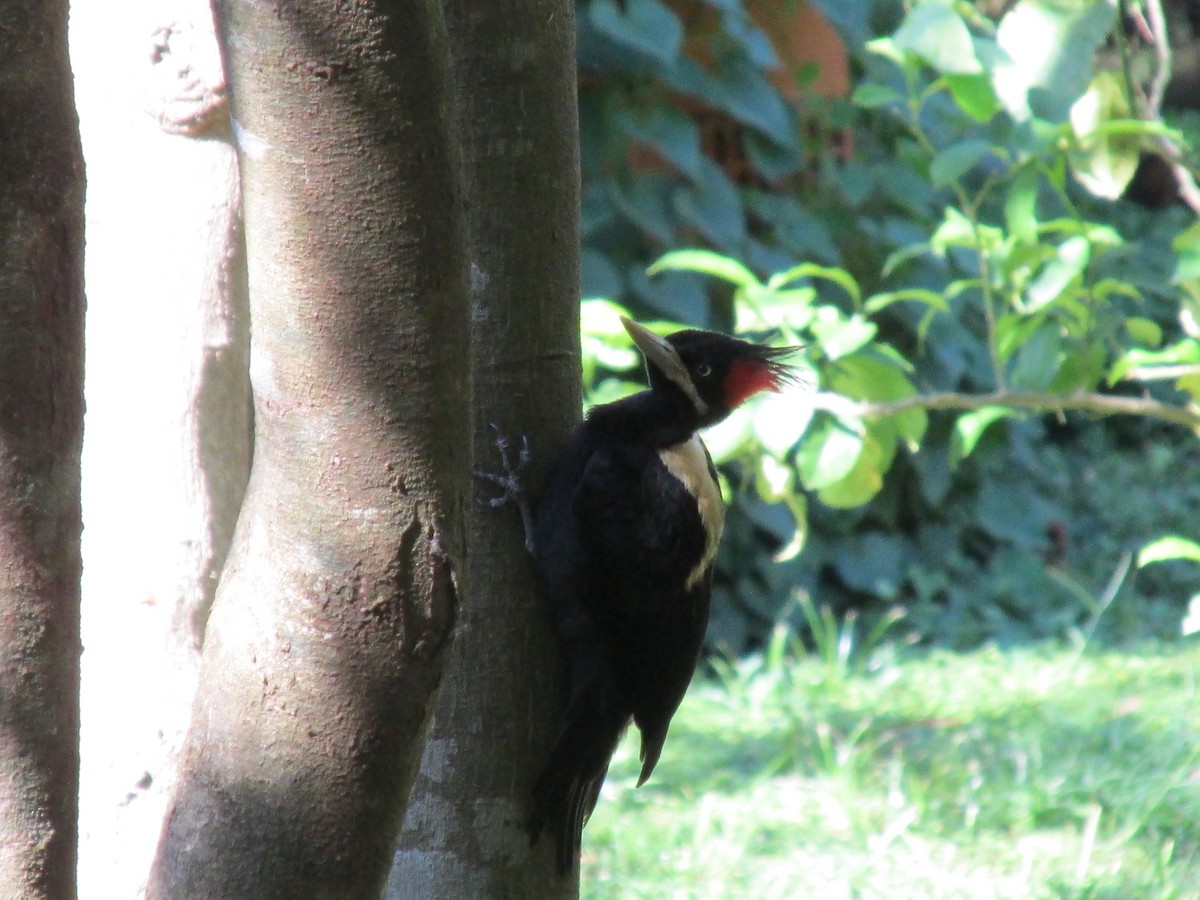 Pic à dos crème - ML646683808