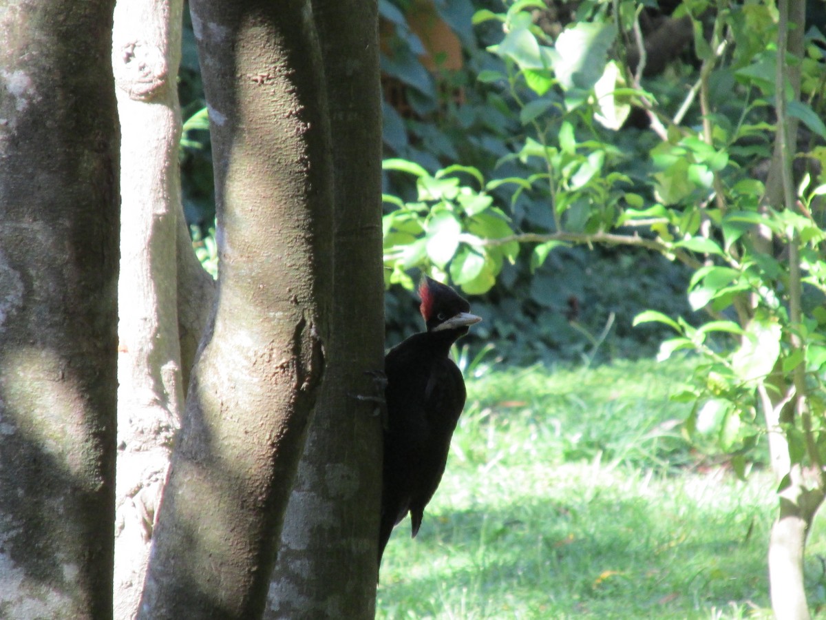 Pic à dos crème - ML646683809